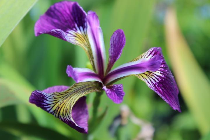 Sumpfschwertlilie violett Iris versicolor Teichpflanzen Teichpflanze 